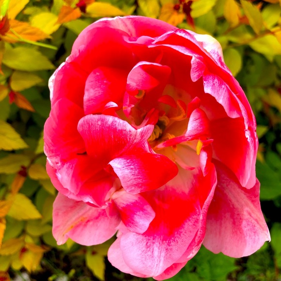 Meet your Posher, Jennifer - Picture 8 of 14